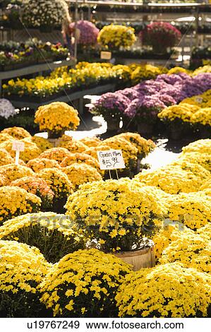 Stock Photo - Outdoor garden center with rows of flowering mum plants.. Fotosearch