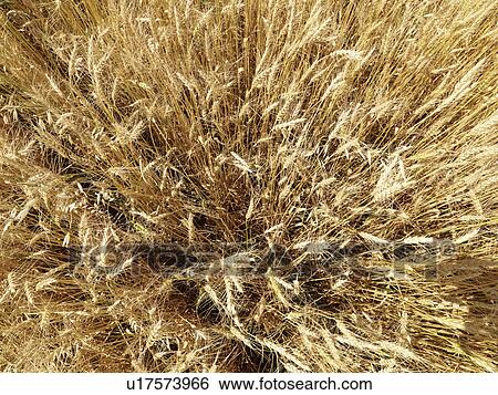Overhead close up view of wheat field ready for harvest. View Large Photo Image Stock Photograph - Overhead close up view of wheat field ready for harvest.. Fotosearch