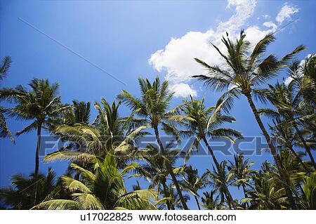 Palm trees and blue sky. View Large Photo Image Stock Photography - Palm trees and blue sky.. Fotosearch