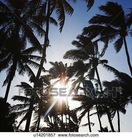Palm trees silhouetted by sun. View Large Photo Image Stock Photo - Palm trees silhouetted by sun.. Fotosearch