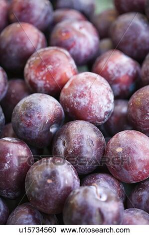 Pile of purple plums at produce market. View Large Photo Image Stock Image - Pile of purple plums at produce market.. Fotosearch