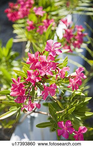 Stock Image - Plant with pink flowers growing beside white picket fence.. Fotosearch