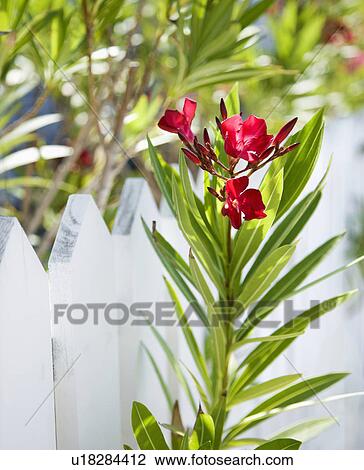 Plant with red flowers growing beside white picket fence. View Large Photo Image Stock Image - Plant with red flowers growing beside white picket fence.. Fotosearch