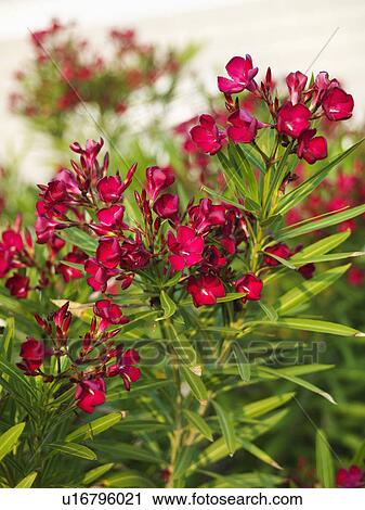 Red flowering oleander bush. View Large Photo Image Stock Image - Red flowering oleander bush.. Fotosearch