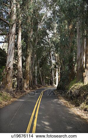 Road through scenic forest. View Large Photo Image Picture - Road through scenic forest.. Fotosearch