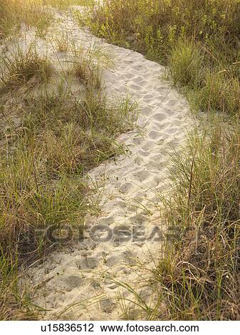 Sandy footpath leading to beach through grass. View Large Photo Image Stock Image - Sandy footpath leading to beach through grass.. Fotosearch