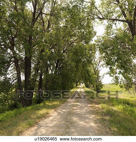 Scenic tree lined rural gravel road in country. View Large Photo Image Stock Photography - Scenic tree lined rural gravel road in country.. Fotosearch
