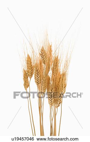 Several sprigs of dried wheat. View Large Photo Image Stock Photograph - Several sprigs of dried wheat.. Fotosearch