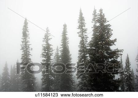 Snow covered pine trees in fog. View Large Photo Image Stock Image - Snow covered pine trees in fog.. Fotosearch