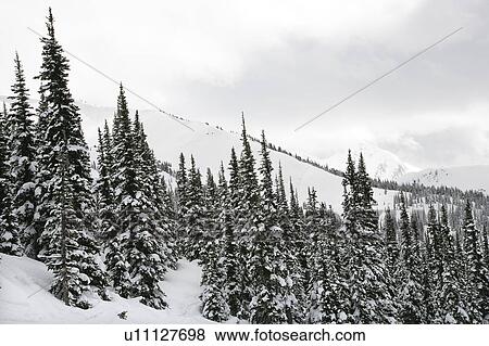 Stock Photo - Snow covered trees on side of mountain.. Fotosearch
