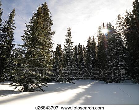 Stock Photo - Snowy landscape with trees.. Fotosearch