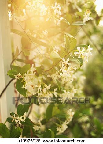 Sun flare through flowering vine and white picket fence. View Large Photo Image Stock Photograph - Sun flare through flowering vine and white picket fence.. Fotosearch