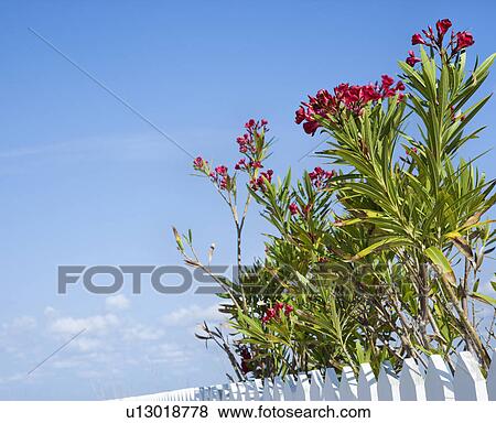 Tall plants with red flowers growing beside white picket fence with blue sky. View Large Photo Image Stock Photo - Tall plants with red flowers growing beside white picket fence with blue sky.. Fotosearch