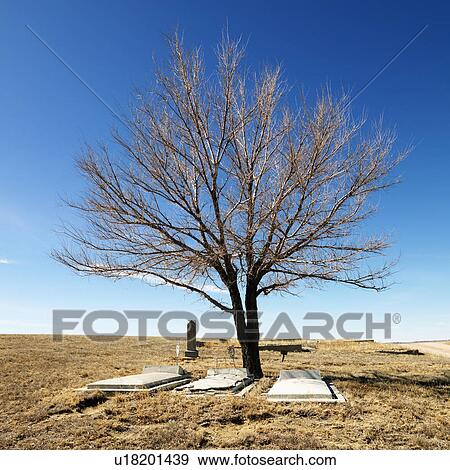 Three tombstones under a tree in cemetery. View Large Photo Image Stock Photo - Three tombstones under a tree in cemetery.. Fotosearch