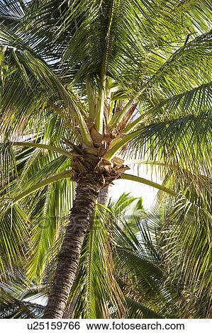 Top of palm tree with fronds. View Large Photo Image Stock Photograph - Top of palm tree with fronds.. Fotosearch