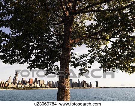 Picture - Tree with Lake Michigan and Chicago skyline in background.. Fotosearch