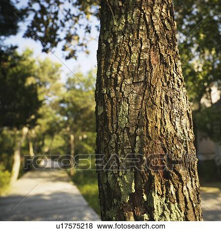 Trunk of tree with wooded sidewalk in background at Bald Head Island, North Carolina. View Large Photo Image Stock Photo - Trunk of tree with wooded sidewalk in background at Bald Head Island, North Carolina.. Fotosearch