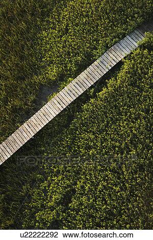 Wooden boardwalk over wetlands. View Large Photo Image Stock Image - Wooden boardwalk over wetlands.. Fotosearch