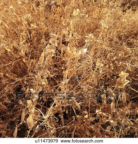 Yellow pea plants drying out in field. View Large Photo Image Stock Photo - Yellow pea plants drying out in field.. Fotosearch
