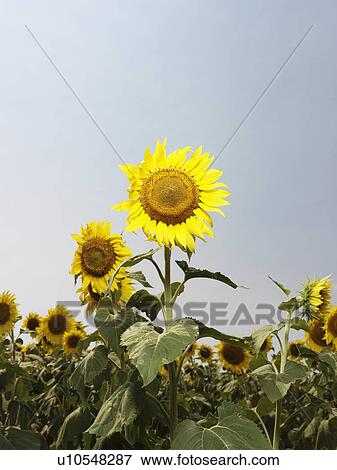 Yellow sunflower field. View Large Photo Image Stock Photo - Yellow sunflower field.. Fotosearch