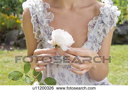Close up of hand picking pedals of rose View Large Photo Image Stock Photograph - Close up of hand picking pedals of rose. Fotosearch