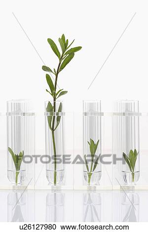 実生植物 成長する 中に 試験管 １ より大きい 植物 対比された で ３ より小さい 一人一人 ストックイメージ U Fotosearch