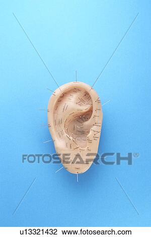 Acupuncture pins in model ear View Large Photo Image Stock Image - Acupuncture pins in model ear. Fotosearch