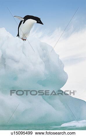 Adelie Penguin jumping from iceberg View Large Photo Image Stock Photo - Adelie Penguin jumping from iceberg. Fotosearch