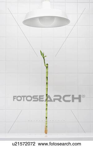 Stock Image - Bamboo growing in test tube under lamp. Fotosearch
