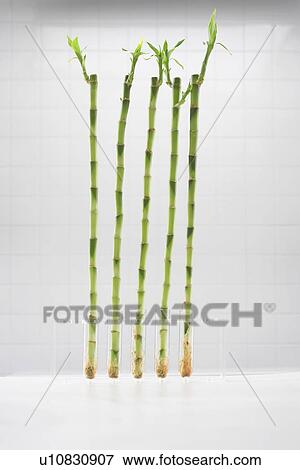 Bamboo growing in test tubes View Large Photo Image Stock Photo - Bamboo growing in test tubes. Fotosearch
