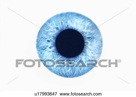 Blue eye on white background View Large Photo Image Stock Photo - Blue eye on white background. Fotosearch