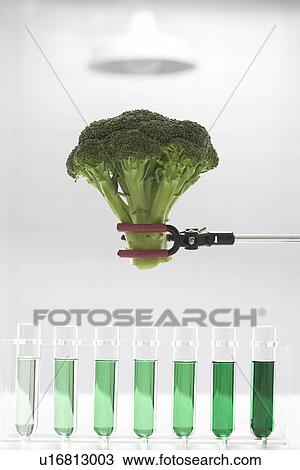 Broccoli over test tubes containing green chemicals View Large Photo Image Stock Image - Broccoli over test tubes containing green chemicals. Fotosearch