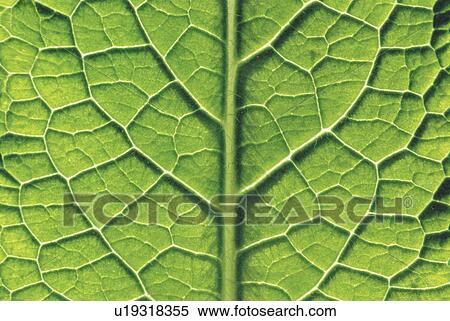 Close-Up of Leaf View Large Photo Image Stock Photography - Close-Up of Leaf. Fotosearch
