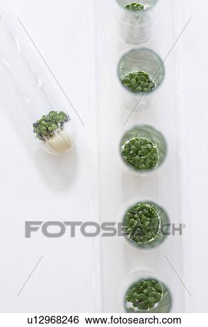 Stock Photograph - Cress seedlings growing in petri dishes view from above. Fotosearch