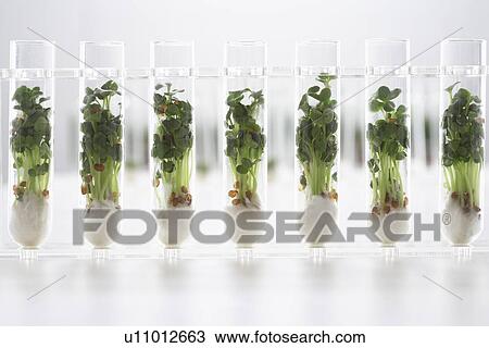 Cress seedlings growing in test tubes View Large Photo Image Stock Image - Cress seedlings growing in test tubes. Fotosearch
