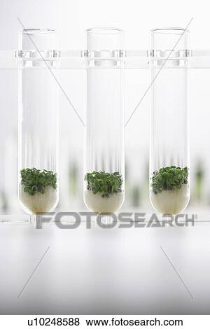 Cress seedlings growing in test tubes View Large Photo Image Stock Photo - Cress seedlings growing in test tubes. Fotosearch