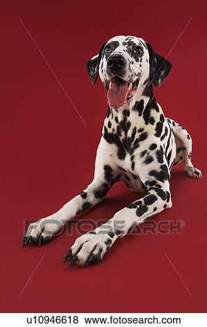 Stock Photo - Dalmatian crouching. Fotosearch