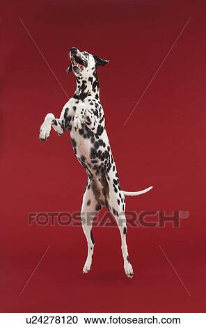 Dalmatian jumping mid-air View Large Photo Image Stock Image - Dalmatian jumping mid-air. Fotosearch