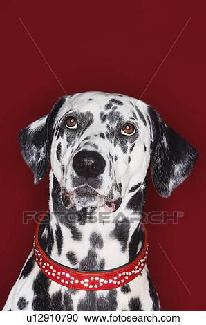 Stock Image - Dalmatian looking up close-up. Fotosearch