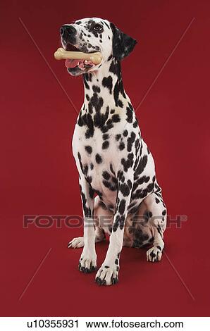 Dalmatian sitting holding rubber bone in mouth View Large Photo Image Stock Image - Dalmatian sitting holding rubber bone in mouth. Fotosearch