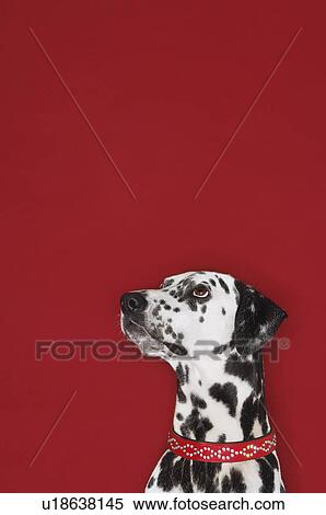 Dalmatian sitting looking up head and shoulders View Large Photo Image Stock Photography - Dalmatian sitting looking up head and shoulders. Fotosearch