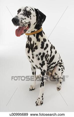 Stock Photo - Dalmatian sitting mouth open. Fotosearch