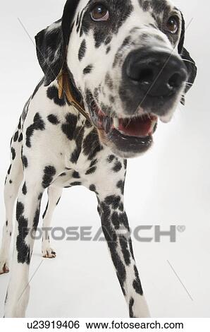 Stock Photograph - Dalmatian standing close-up. Fotosearch