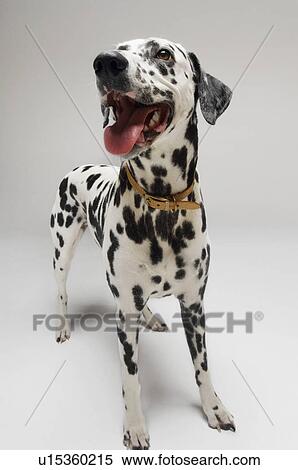 Stock Photography - Dalmatian standing looking up mouth open. Fotosearch