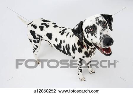 Stock Image - Dalmatian standing looking up mouth open elevated view. Fotosearch