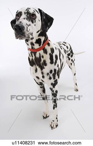 Stock Image - Dalmatian standing looking up. Fotosearch