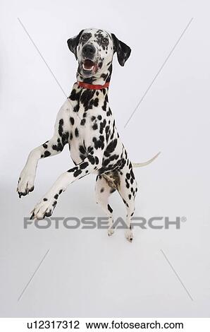 Stock Image - Dalmatian standing on hind legs elevated view. Fotosearch