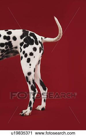 Stock Image - Dalmatian standing tail and hind legs side view. Fotosearch