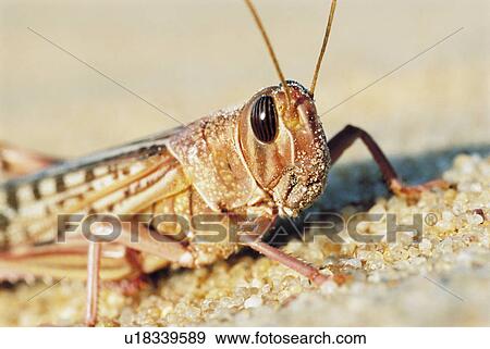Desert Locust. close up View Large Photo Image Stock Photo - Desert Locust. close up. Fotosearch