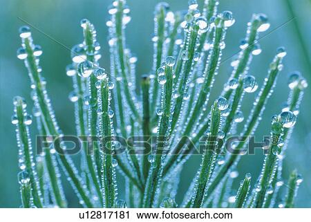 Stock Image - Dew on Field Horsetail. Fotosearch